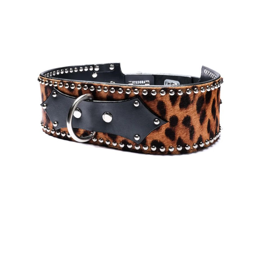 Leopard print waist cuff with black leather accents and studs on a white background