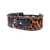 Leopard print waist cuff with black leather accents and studs on a white background